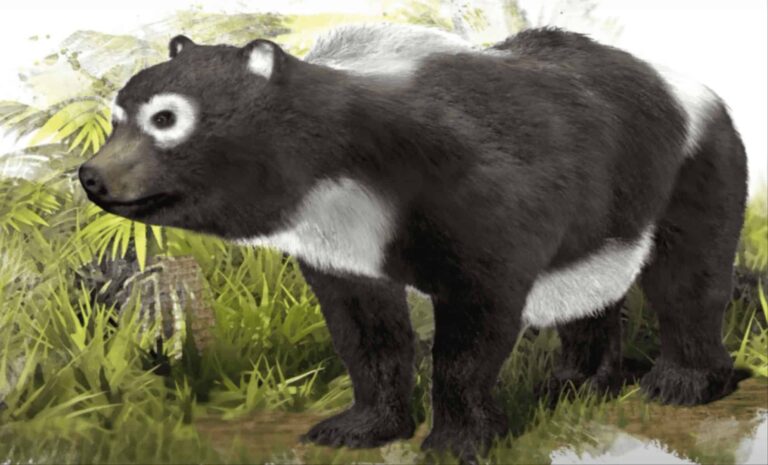 11-million-year-old-panda-fossil-found-in-germany-reveals-shocking-detail-about-their-diet