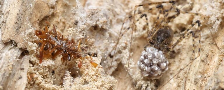 BoneCollectorCaterpillarAndSpider