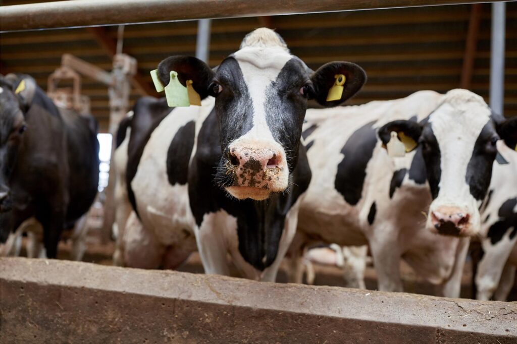 Cows-in-Cowshed-on-Dairy-Farm