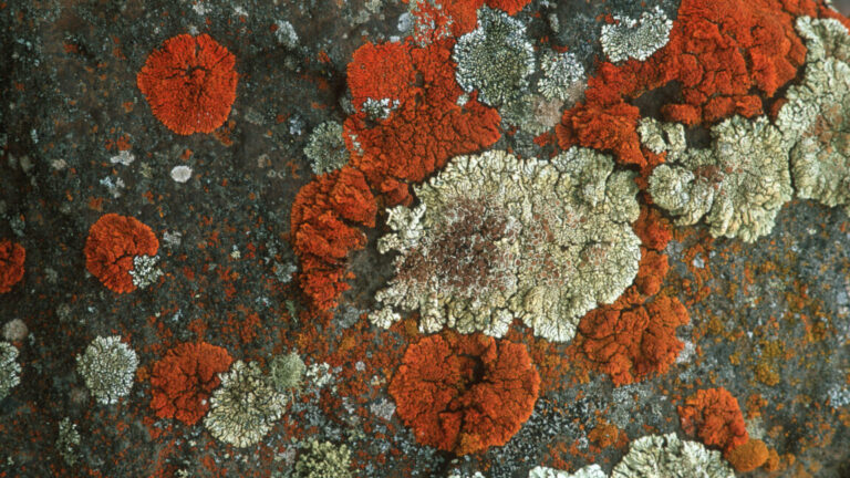 Lichen, a compound symbiotic organism comprised of fungus and algae, close-up