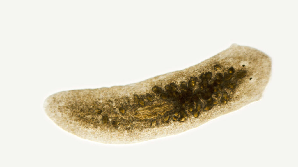 planaria, Dugesia species, micrograph