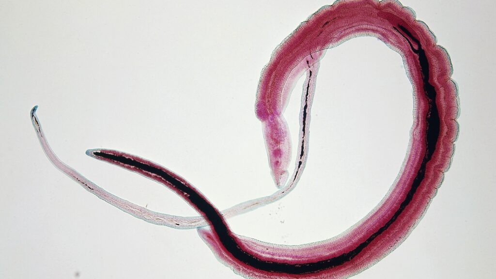 Schistosoma haematobium, Platyhelminthes