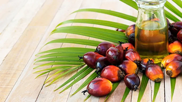 IMG_Commercial_palm_oil__2_1_28DOPJEK
