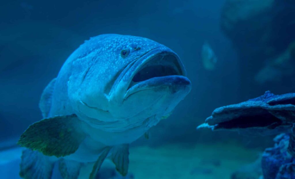 Oldest-Living-Fish-Discovered-In-Pacific-Ocean-Depths