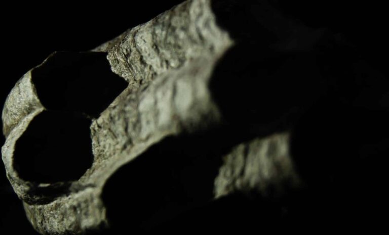 This-Ancient-Fossil-Was-Mistaken-for-a-Fungus
