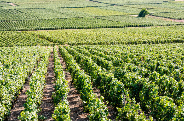 Vines-GettyImages-1124405456