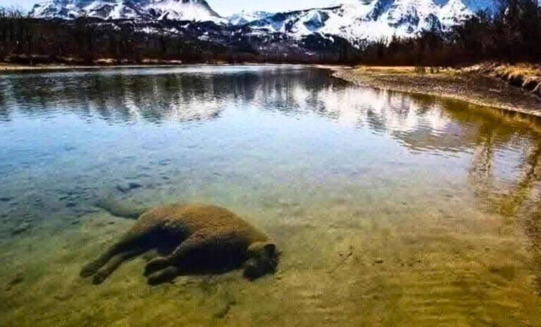 a-cougar-lying-serenely-at-the-bottom-of-a-lake