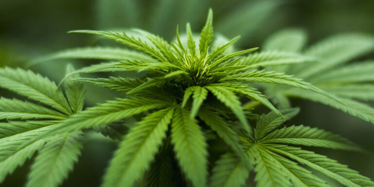 cannabis-marijuana-plant
