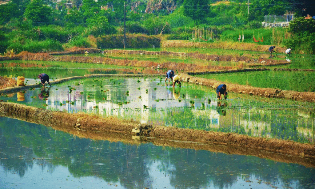 farmers-plant-rice-crops-in-in-yuexi-county-in-central-chinas-anhui-province