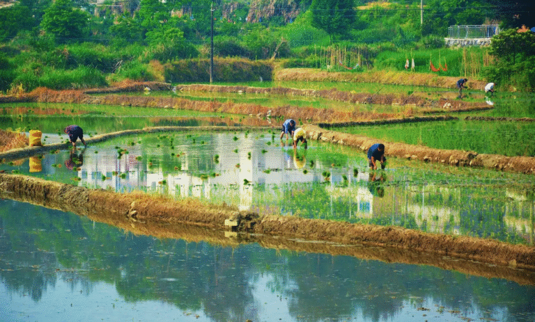 farmers-plant-rice-crops-in-in-yuexi-county-in-central-chinas-anhui-province