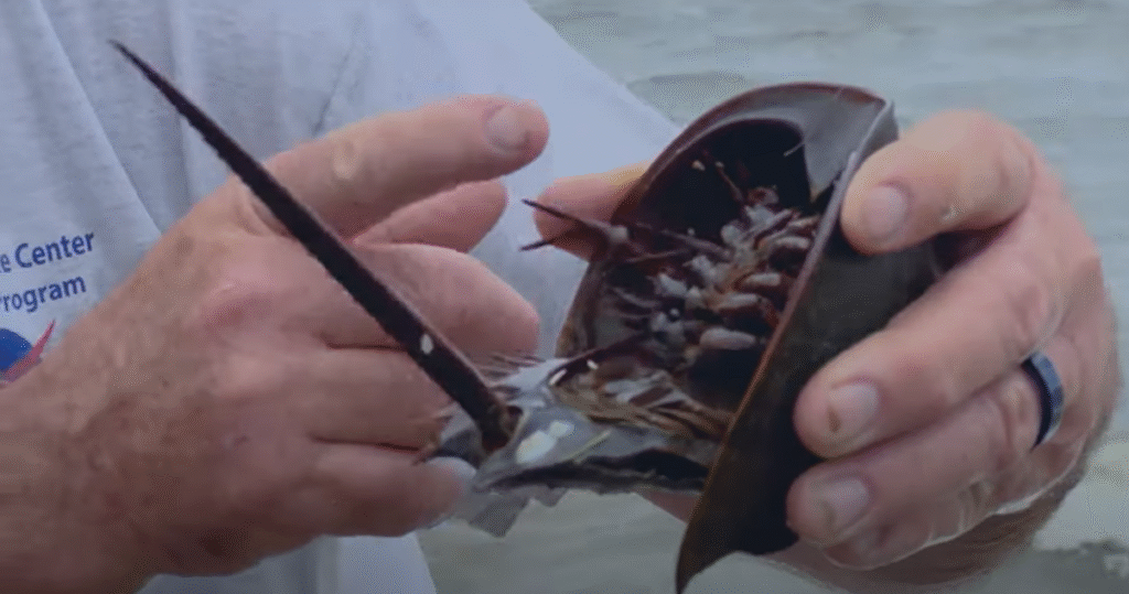 horseshoe-crabs-at-nasa-kennedy