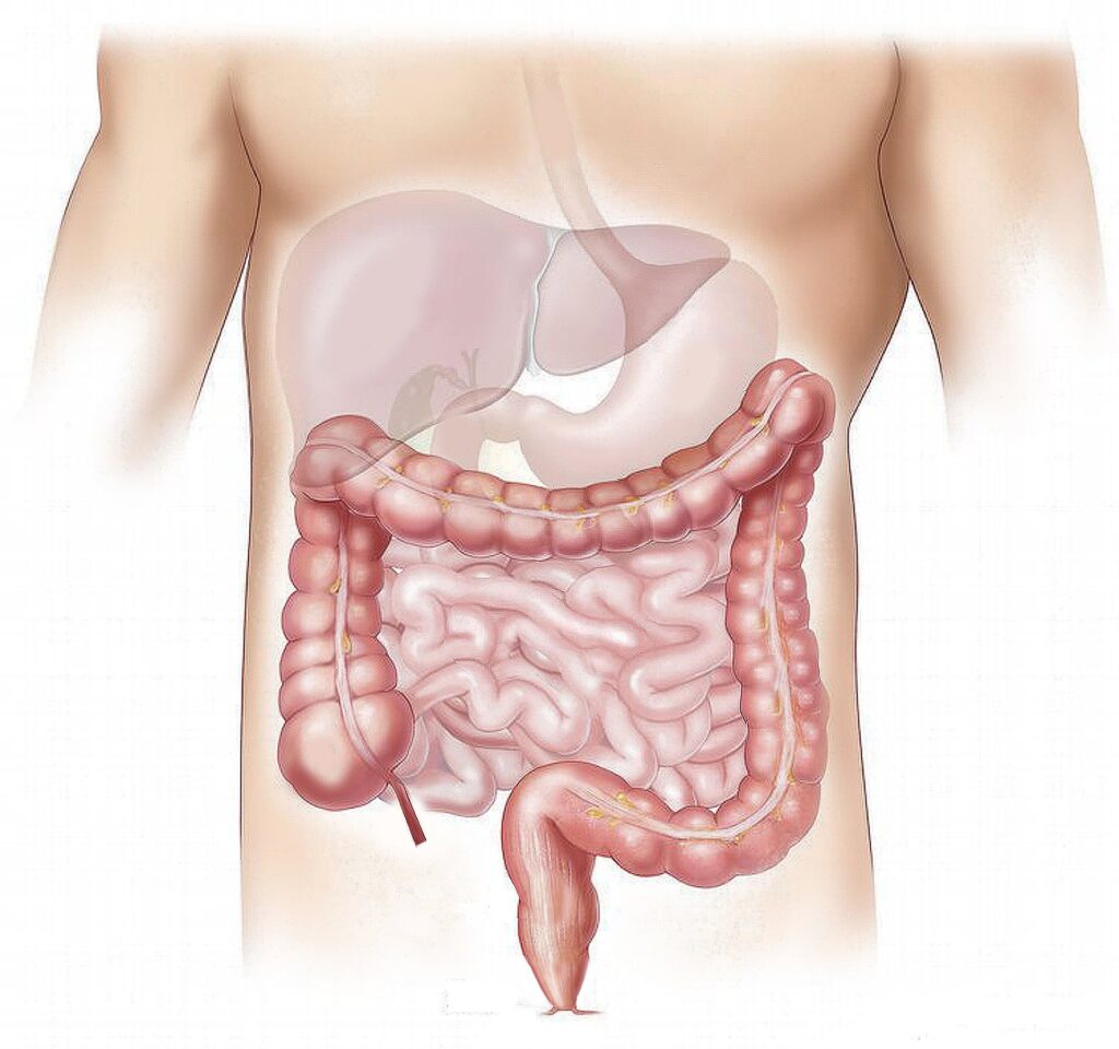 intestine