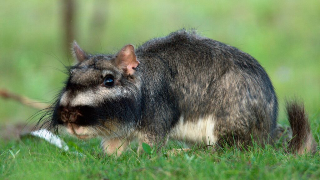 A Plains vizcacha (Lagostomus maximus) emerges from its burrow at dusk to feed on grass and seeds, at Estancia Rincon del Socorr