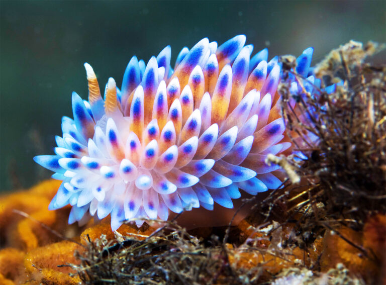 sea-slug_Bonisa-nakaza_1m