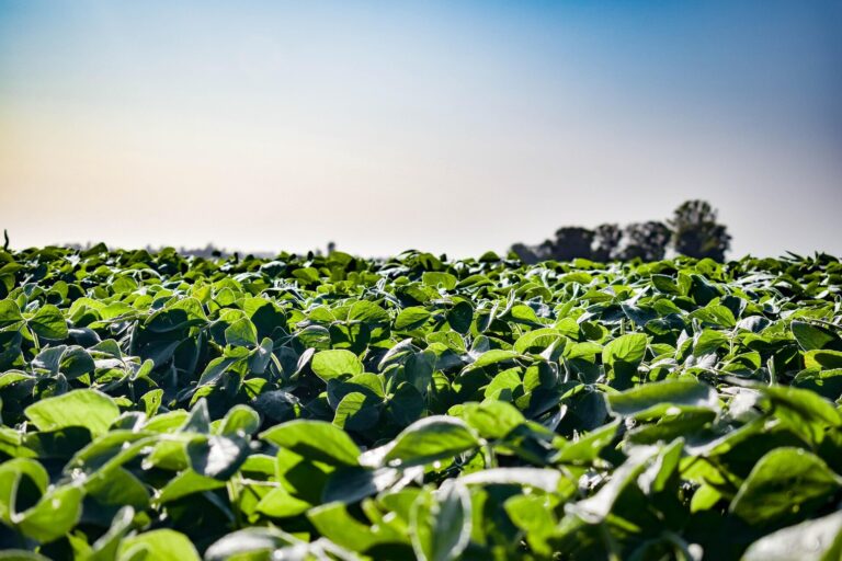 soybean-field