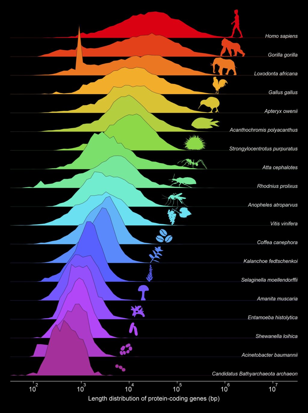 the-eukaryotic-cell-em