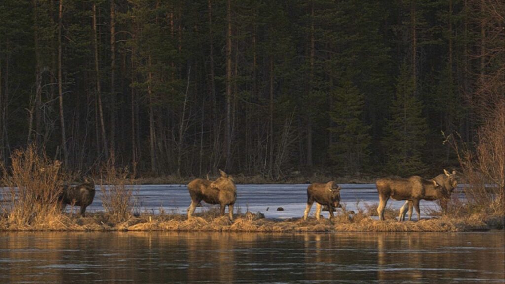 Sweden Great Moose Migration