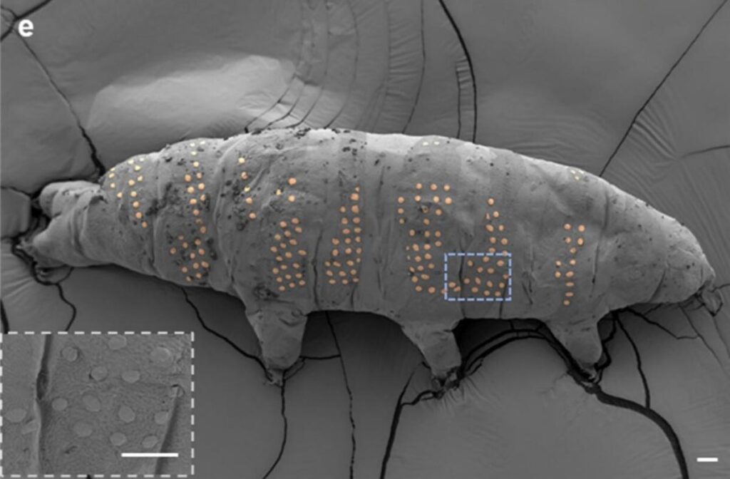 Tardigrade-Tattoo