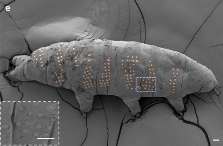 Tardigrade-Tattoo