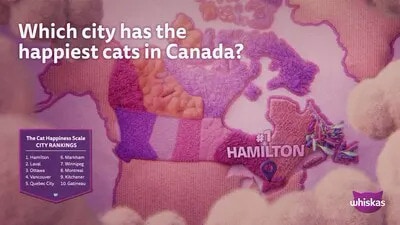 cat-happiness-scale