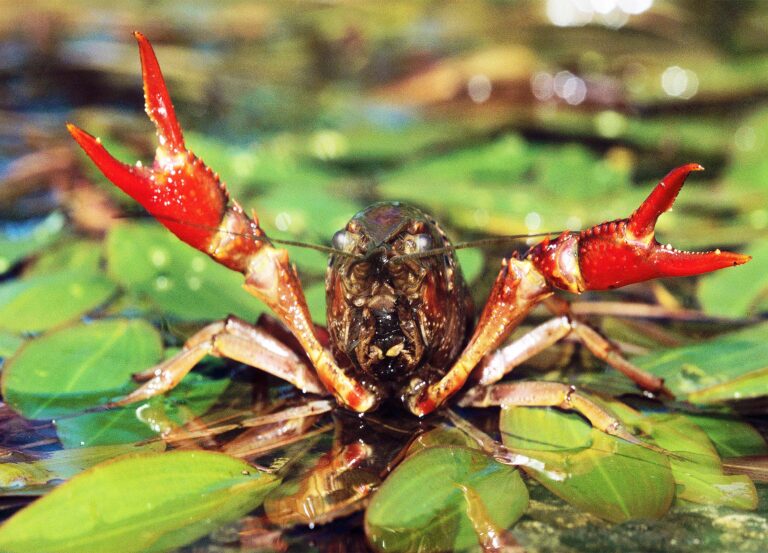 crustacean_crayfish_freshwater_10-inches_fossils_1m